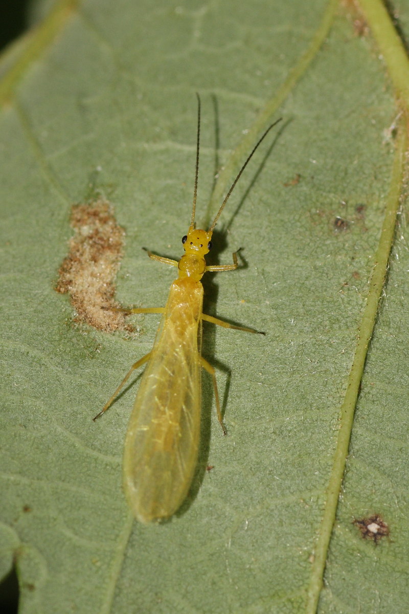 Siphonoperla sp.