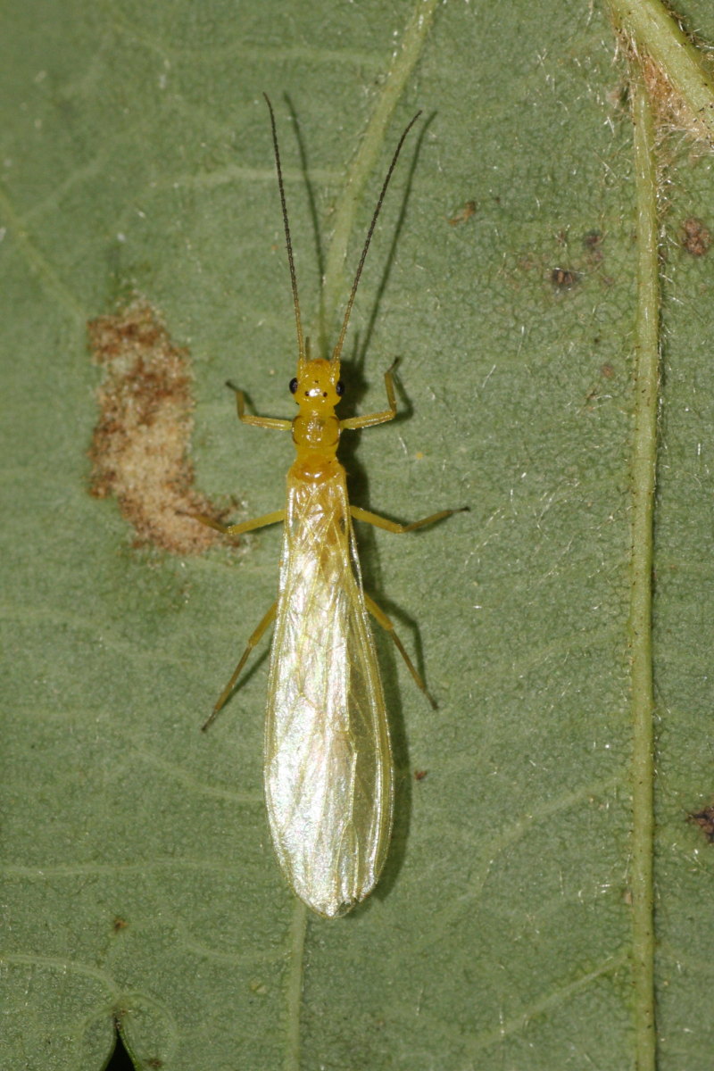 Siphonoperla sp.