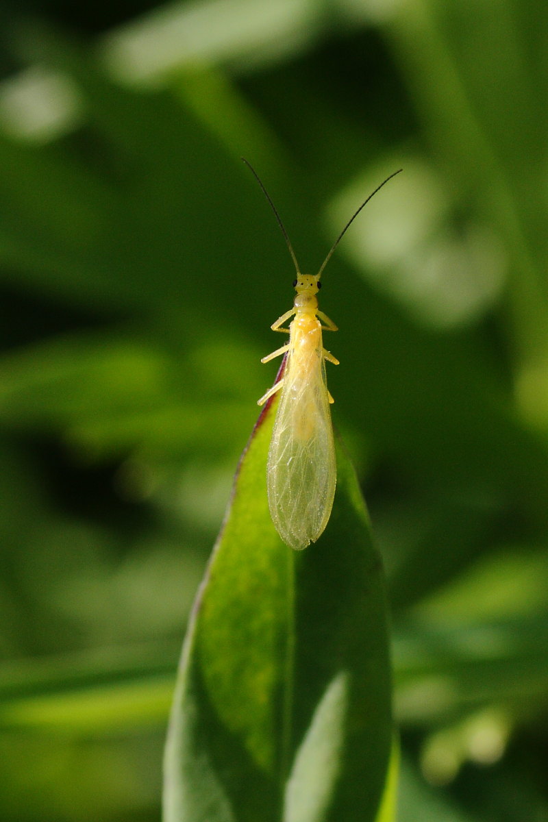 Siphonoperla sp.