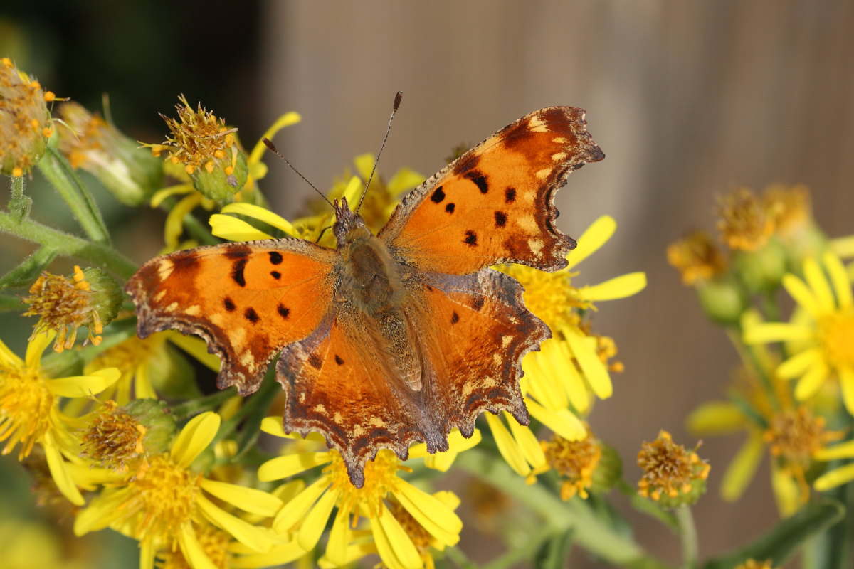 Polygonia egea ? - S
