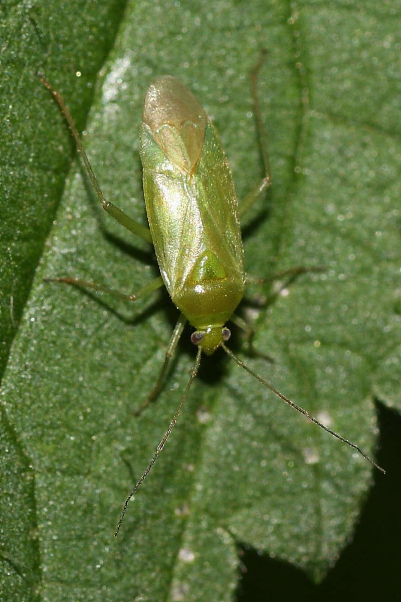 Miridae: Lygocoris pabulinus del Trentino:Pejo