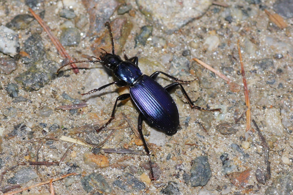 Laemostenus janthinus coeruleus