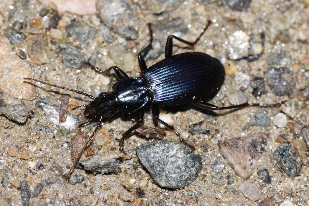 Laemostenus janthinus coeruleus