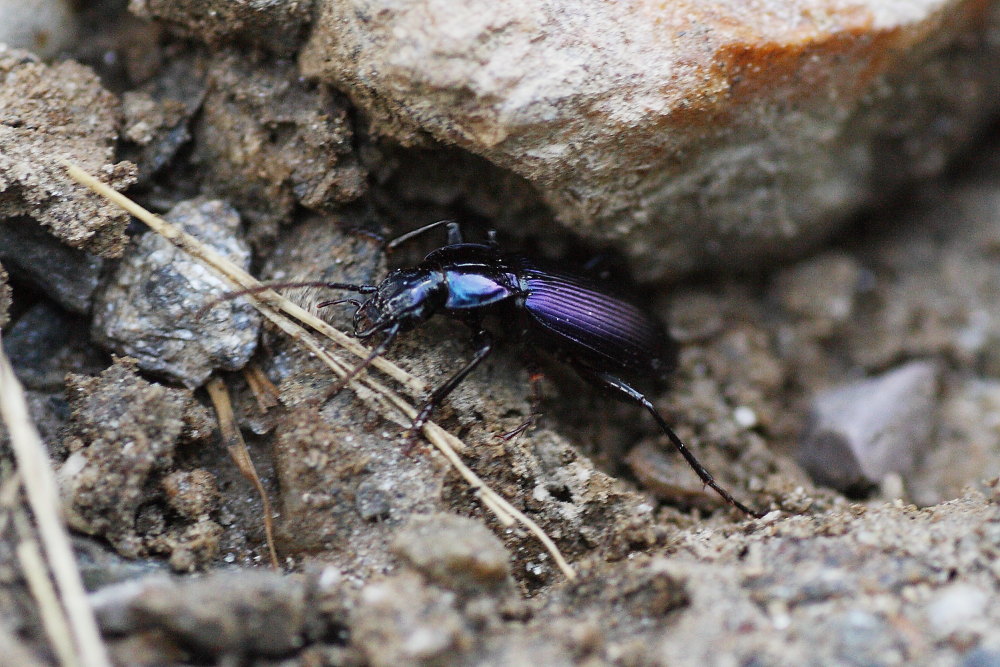 Laemostenus janthinus coeruleus