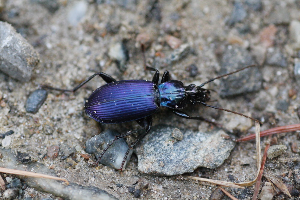 Laemostenus janthinus coeruleus