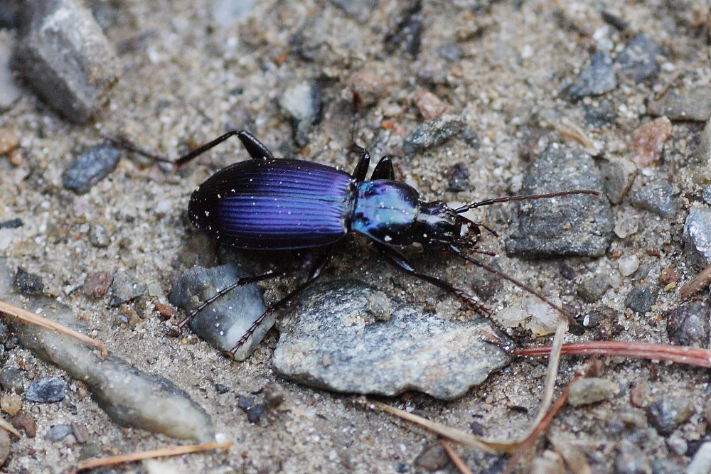 Laemostenus janthinus coeruleus