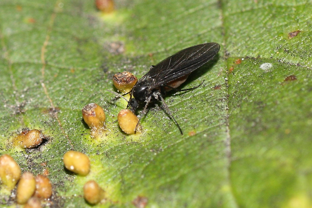 Sciaridae ?