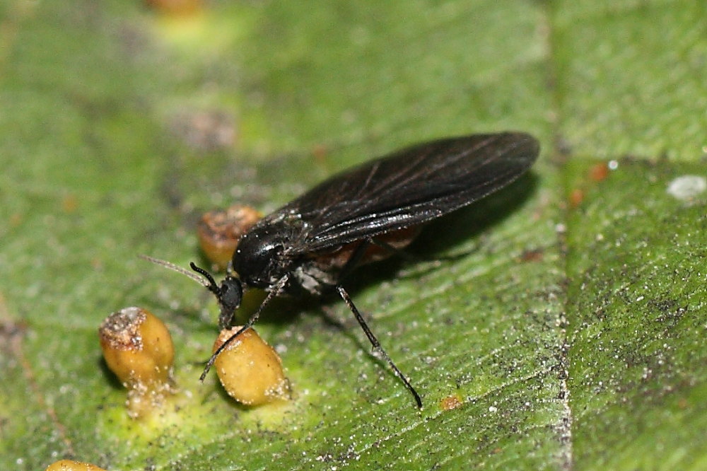 Sciaridae ?