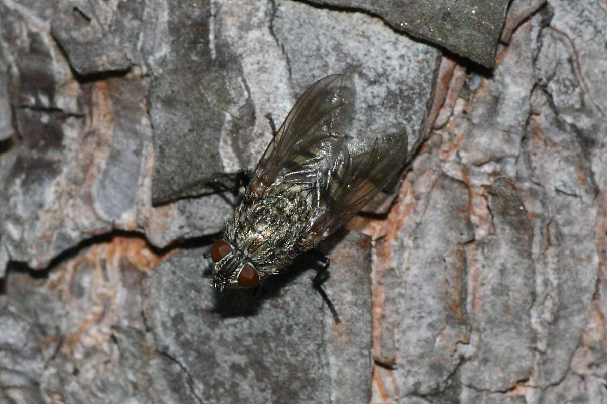 Pollenia rudis