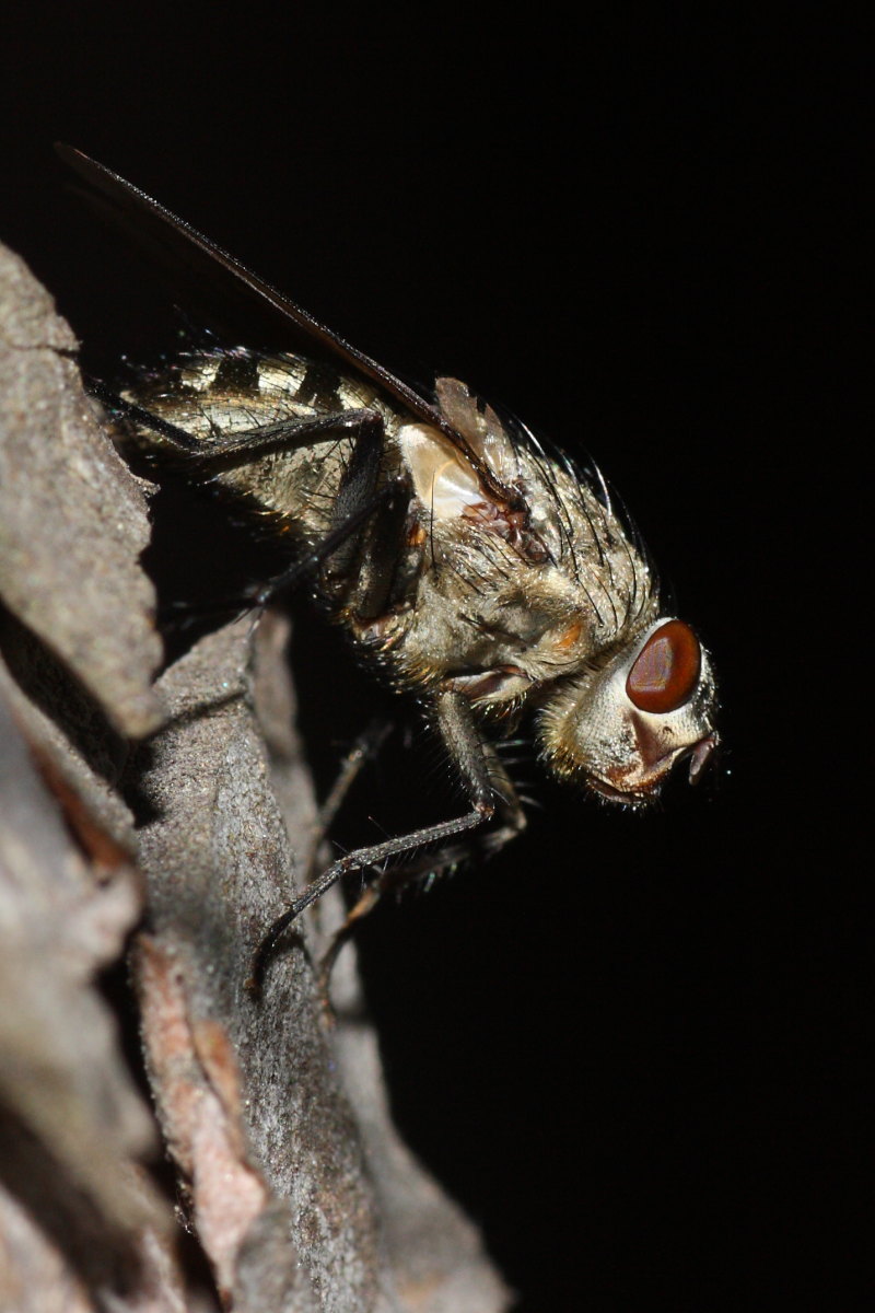 Pollenia rudis