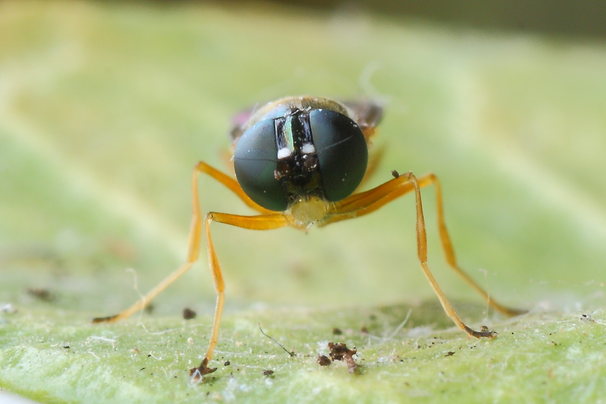 Sargus bipunctatus