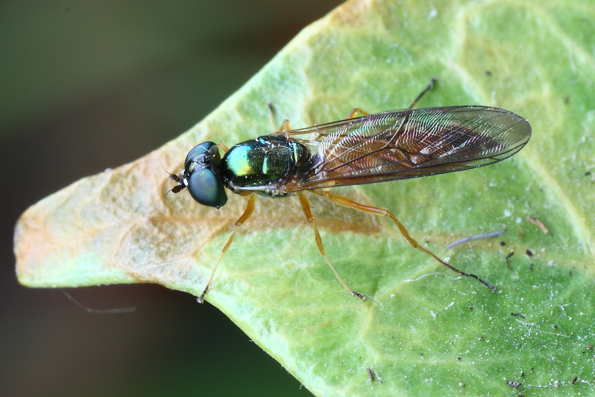 Sargus bipunctatus