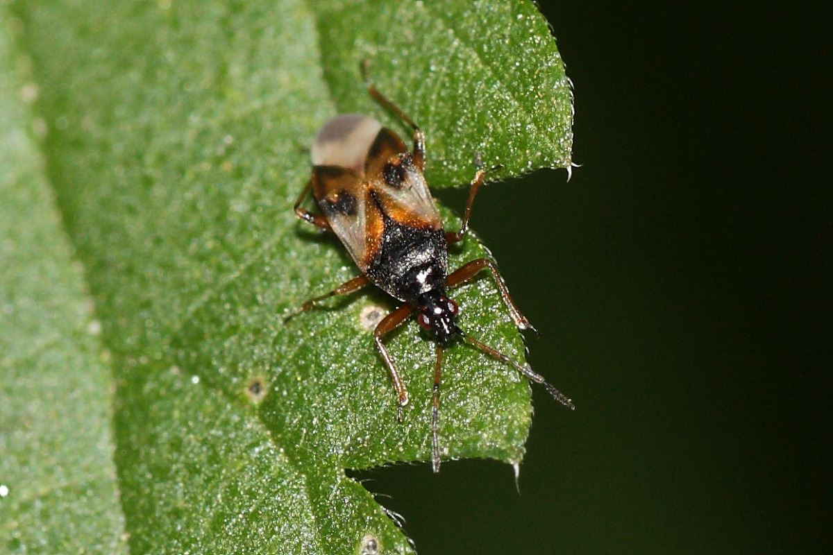 Anthocoridae: Anthocoris nemorum