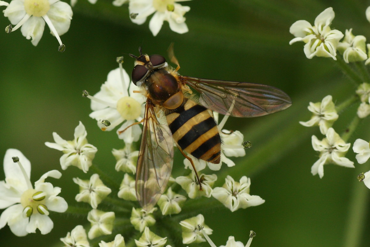 Epistrophe cf. grossulariae