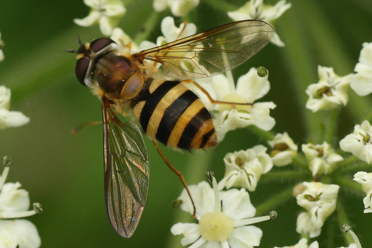 Epistrophe cf. grossulariae