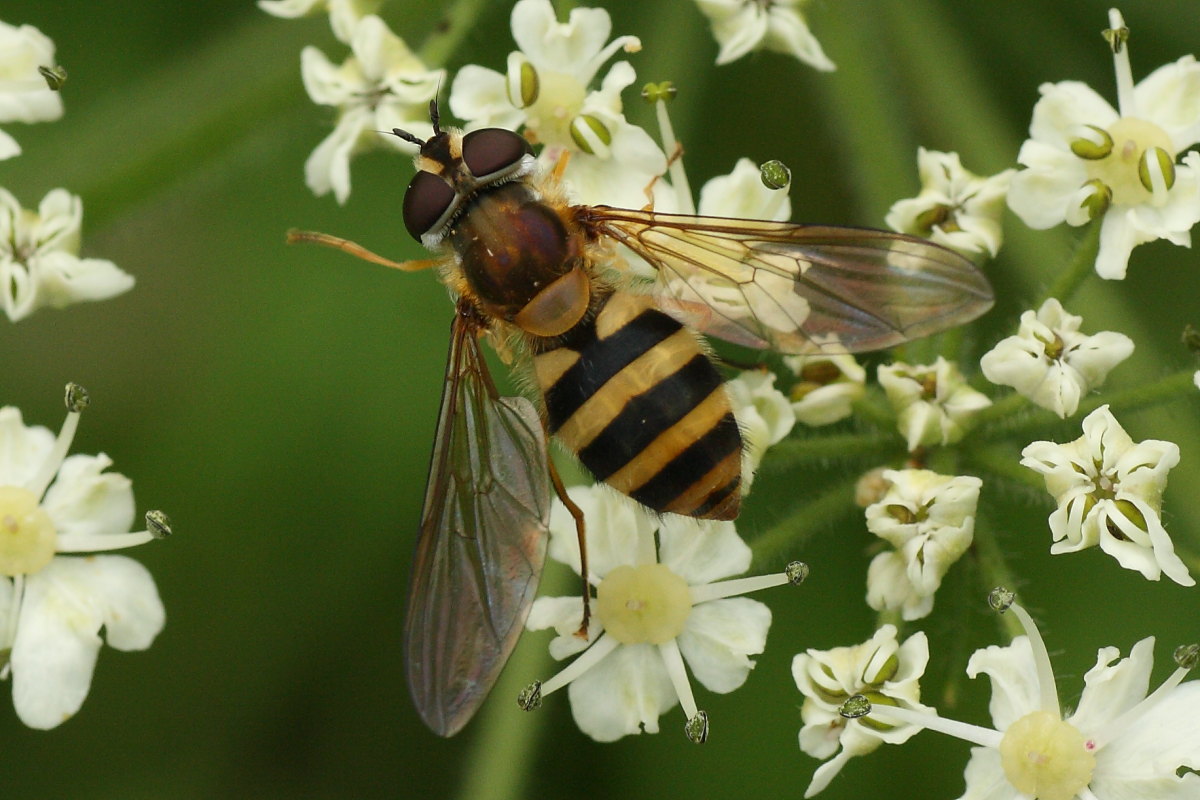 Epistrophe cf. grossulariae