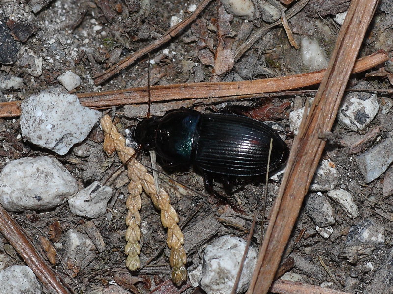 Harpalus dimidiatus