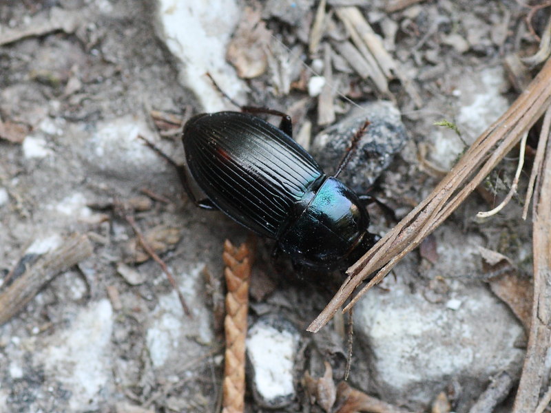 Harpalus dimidiatus