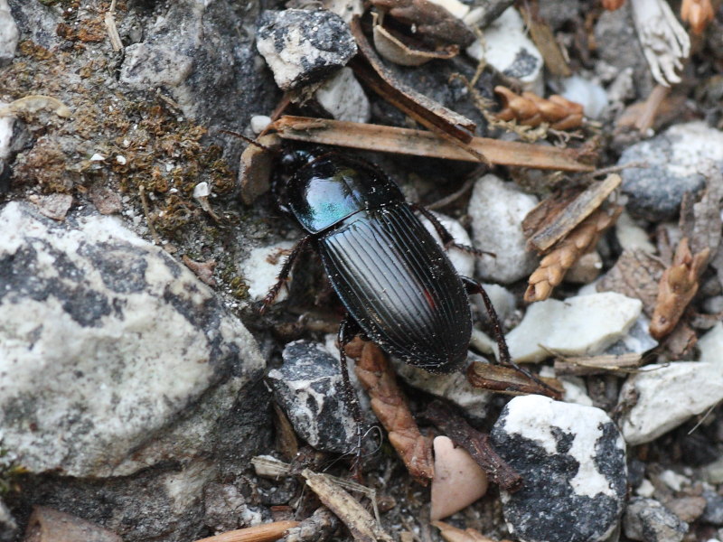 Harpalus dimidiatus