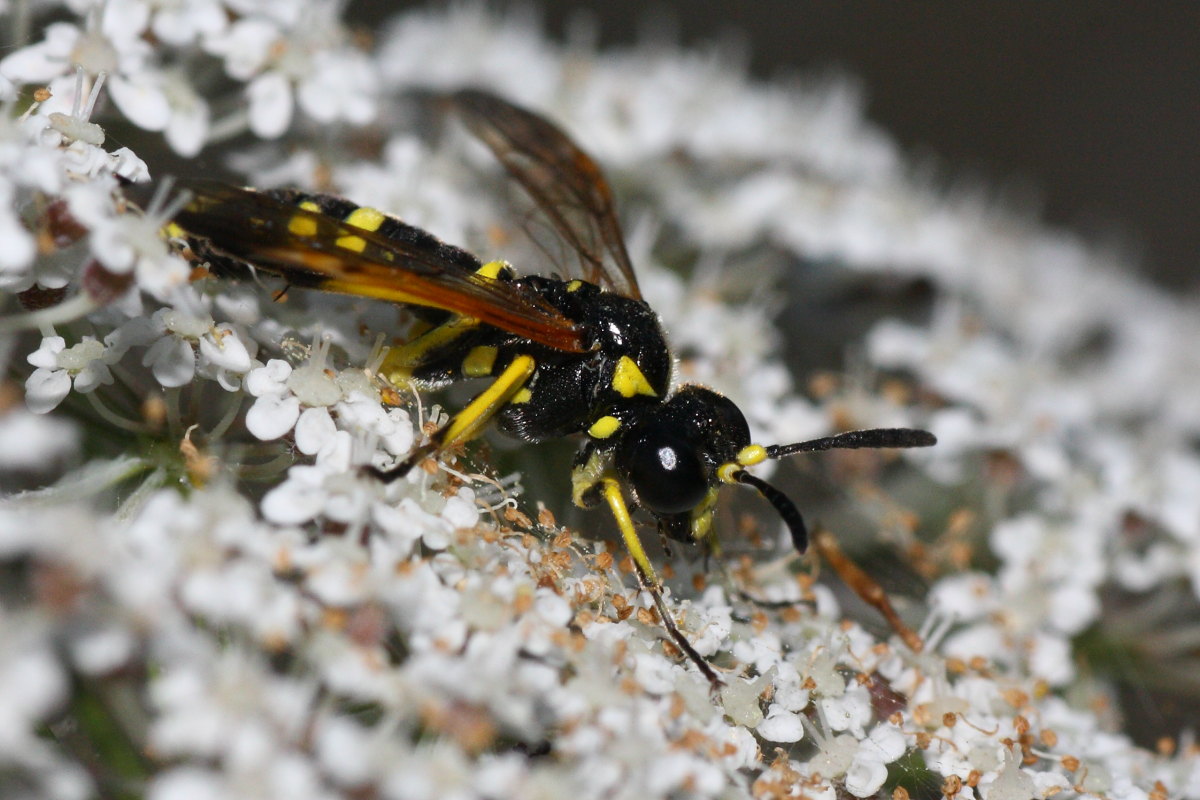 Tenthredinidae da identificare: Macrophya montana