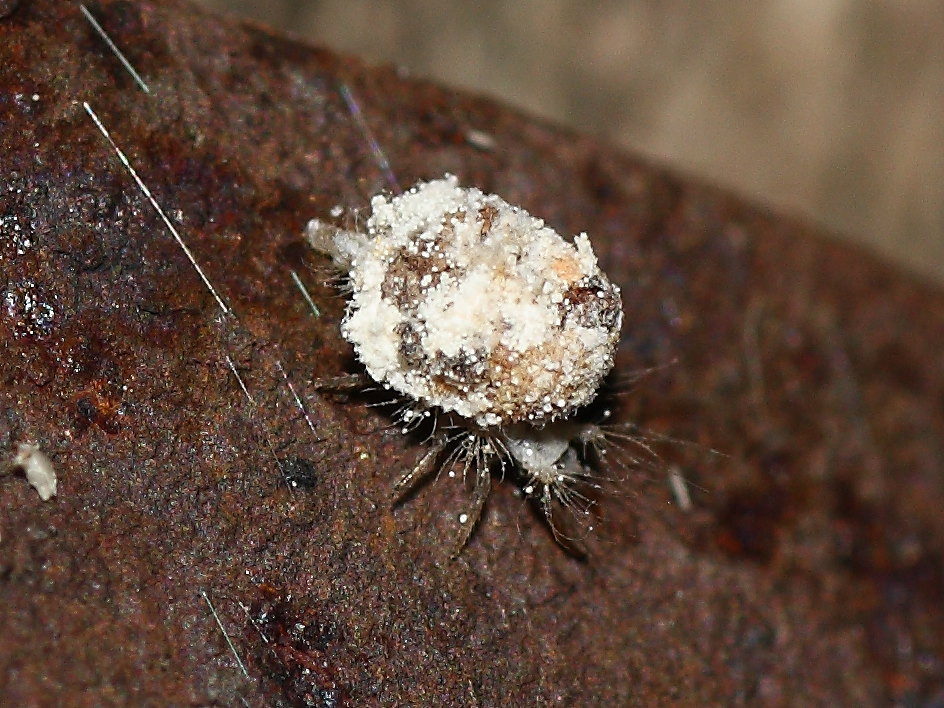 Dichochrysa: larva di II età