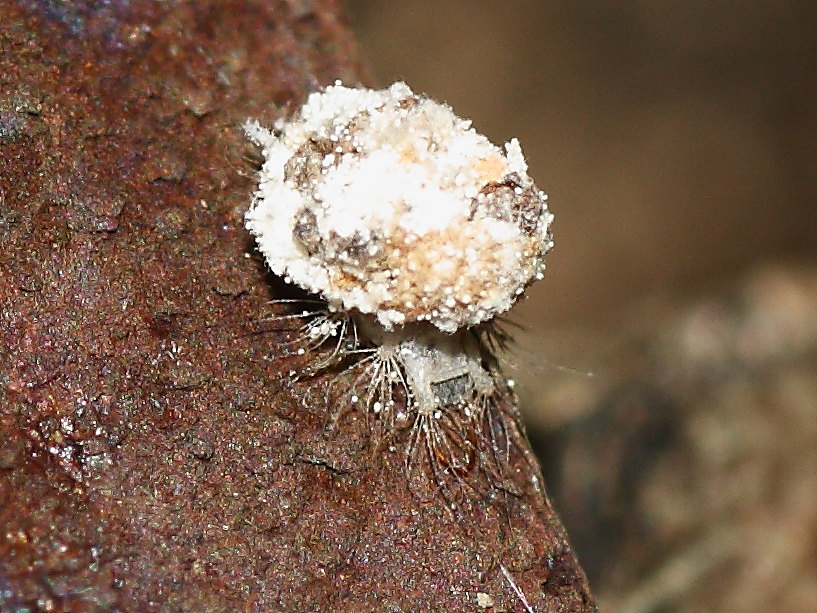 Dichochrysa: larva di II età