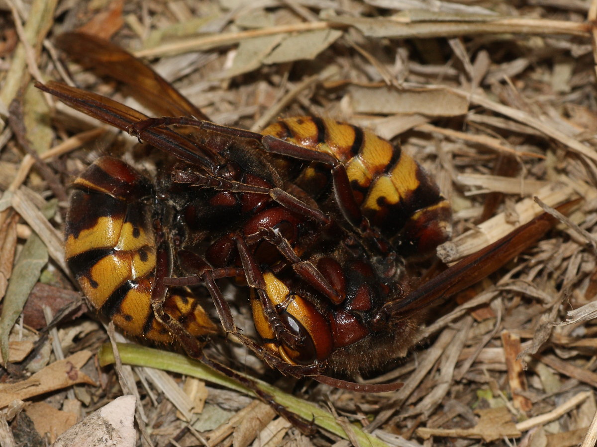 Vespa crabro - abbraccio mortale