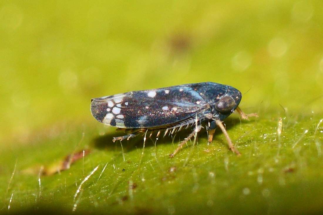 Neoaliturus cfr. fenestratus -Cicadellidae.