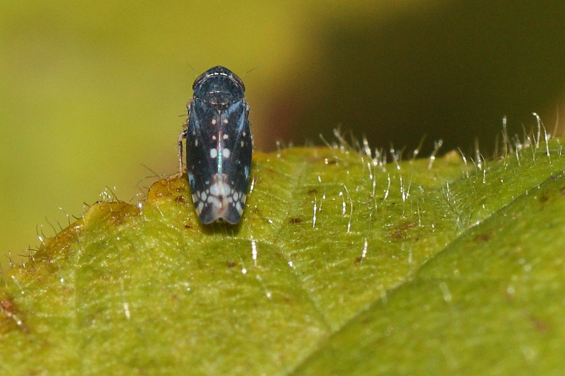 Neoaliturus cfr. fenestratus -Cicadellidae.