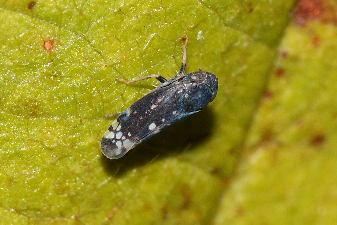 Neoaliturus cfr. fenestratus -Cicadellidae.