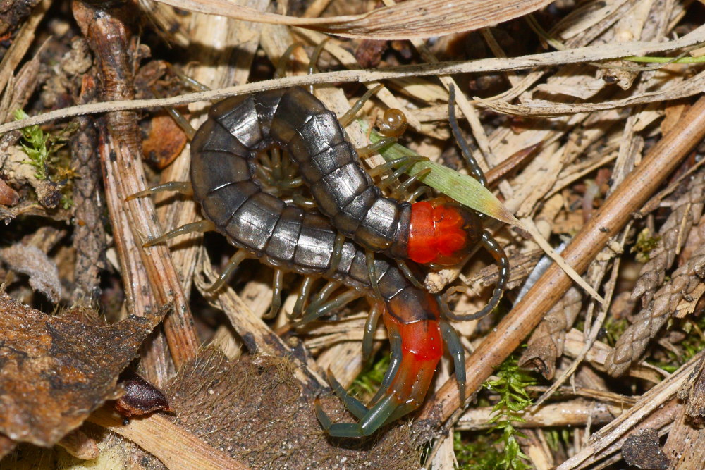 Scolopendra da determinare