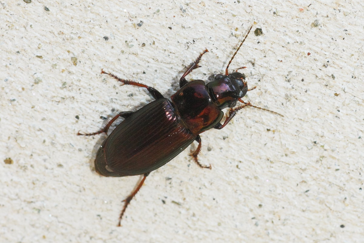 Harpalus distinguendus