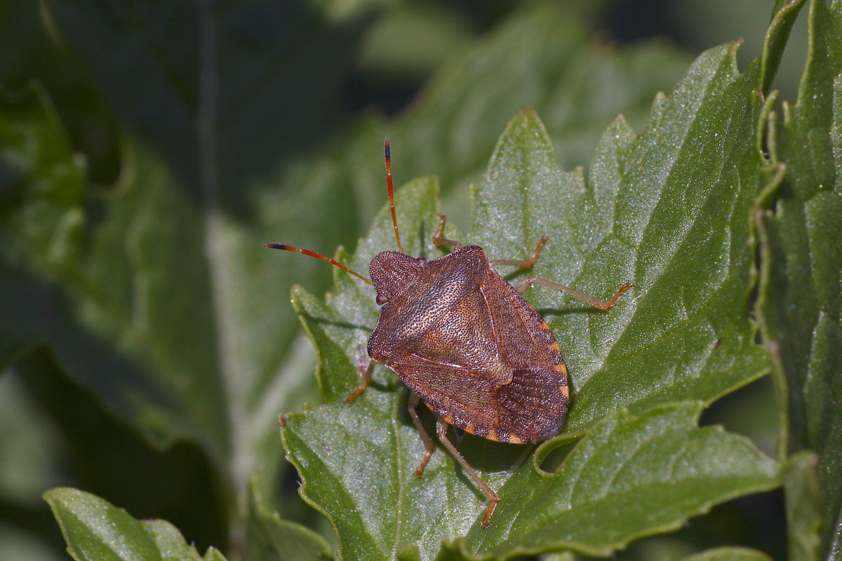 Pentatomide da identificare