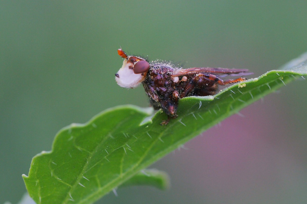 Myopa cf. pellucida?