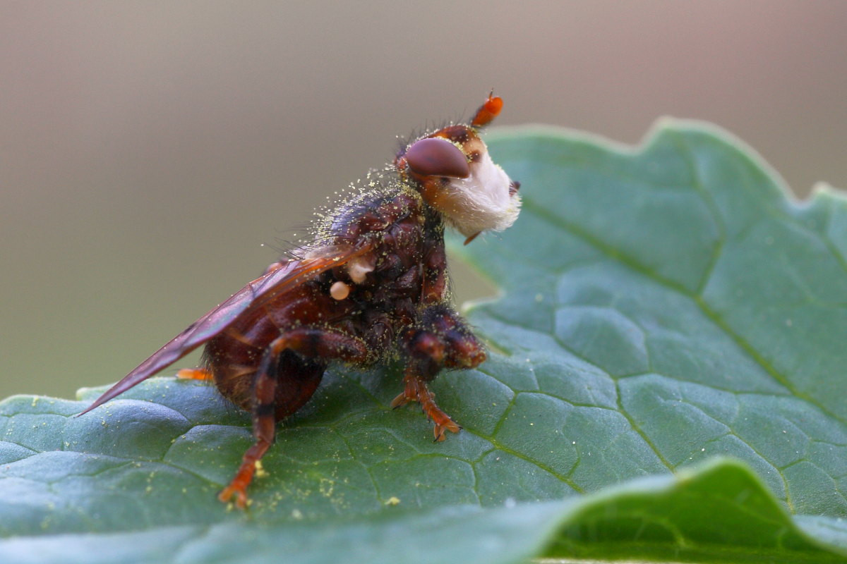Myopa cf. pellucida?