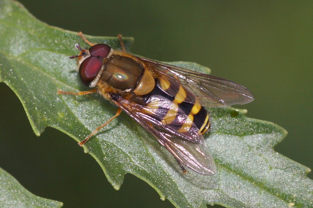 Syrphus ribesii?