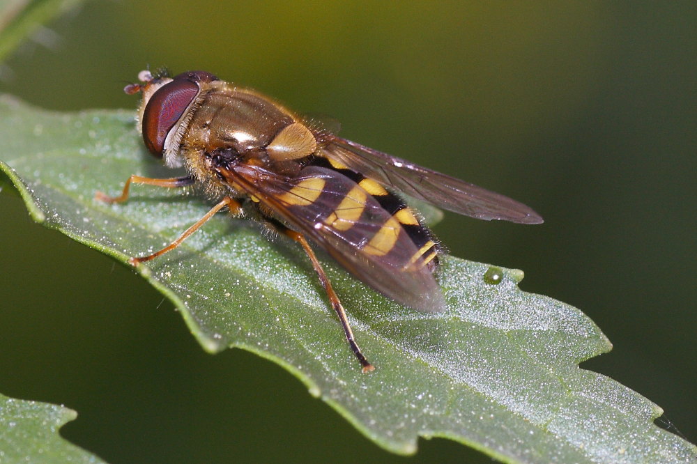 Syrphus ribesii?