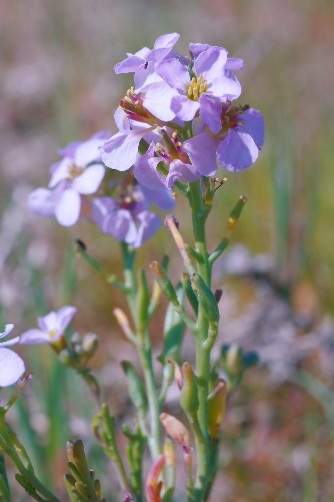 Cakile maritima