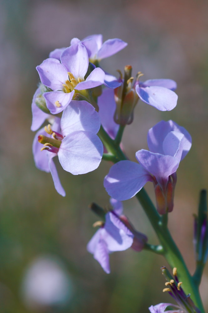 Cakile maritima