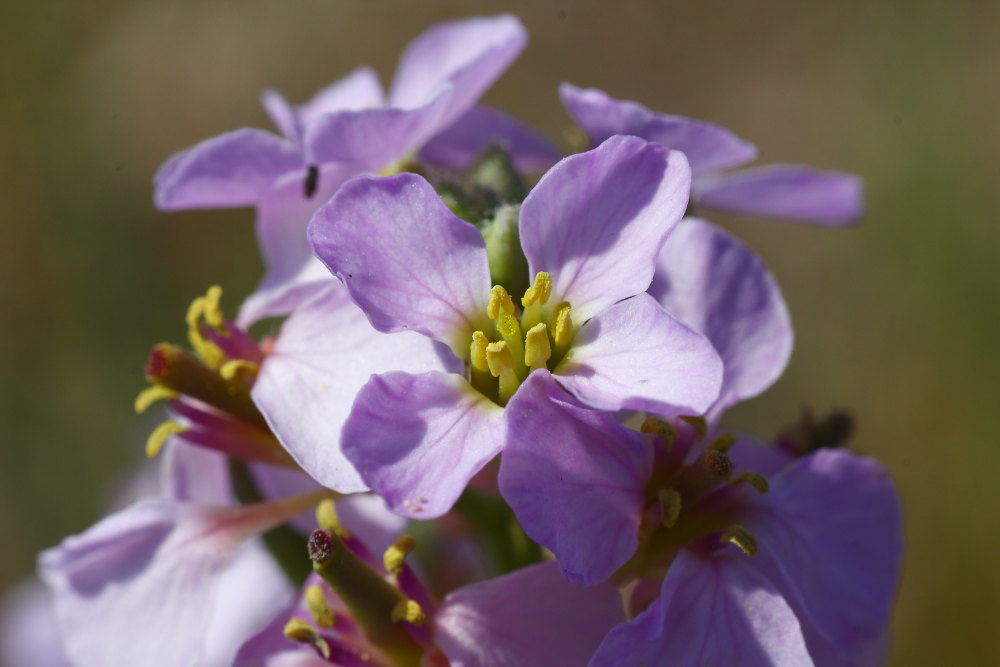 Cakile maritima
