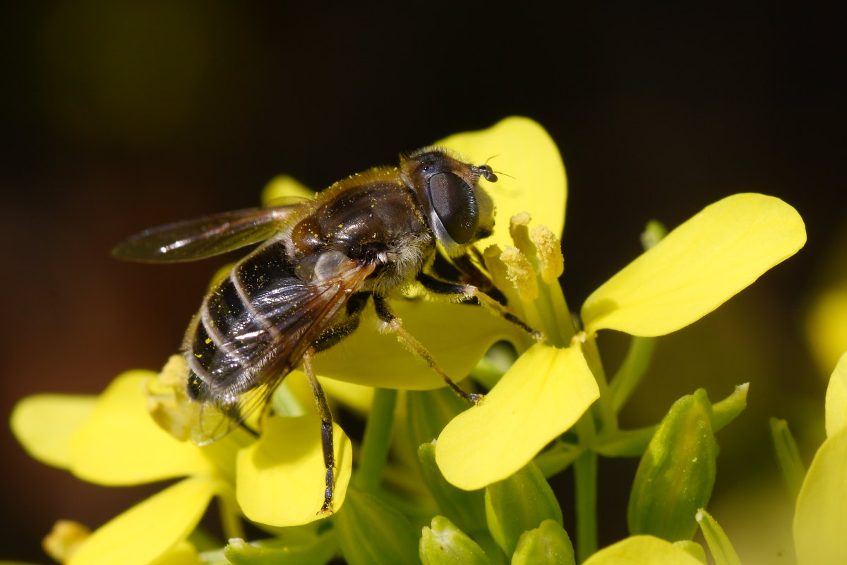 Syrphidae da identificare