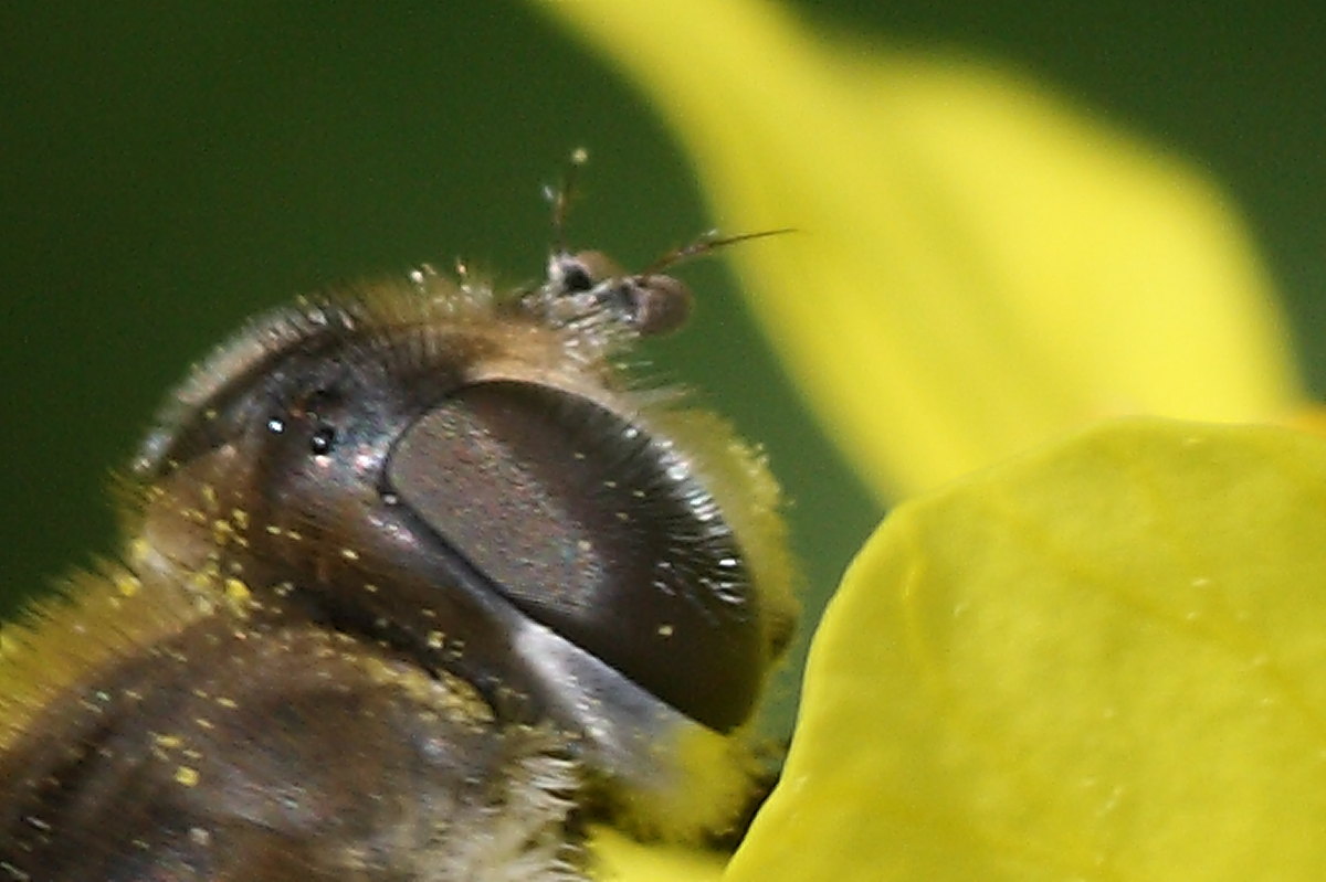 Syrphidae da identificare