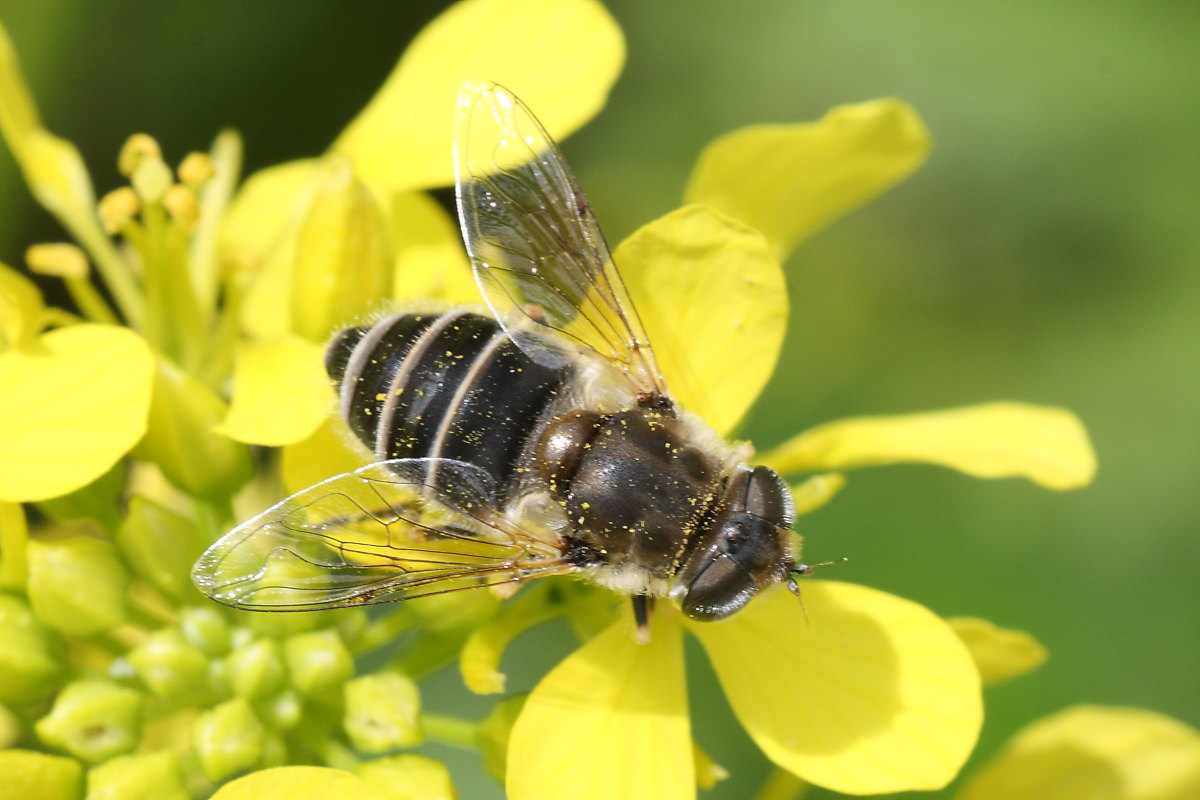 Syrphidae da identificare