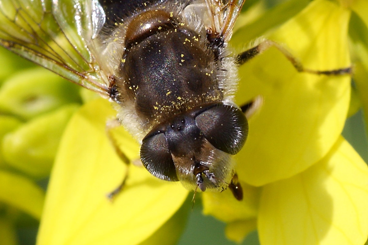 Syrphidae da identificare