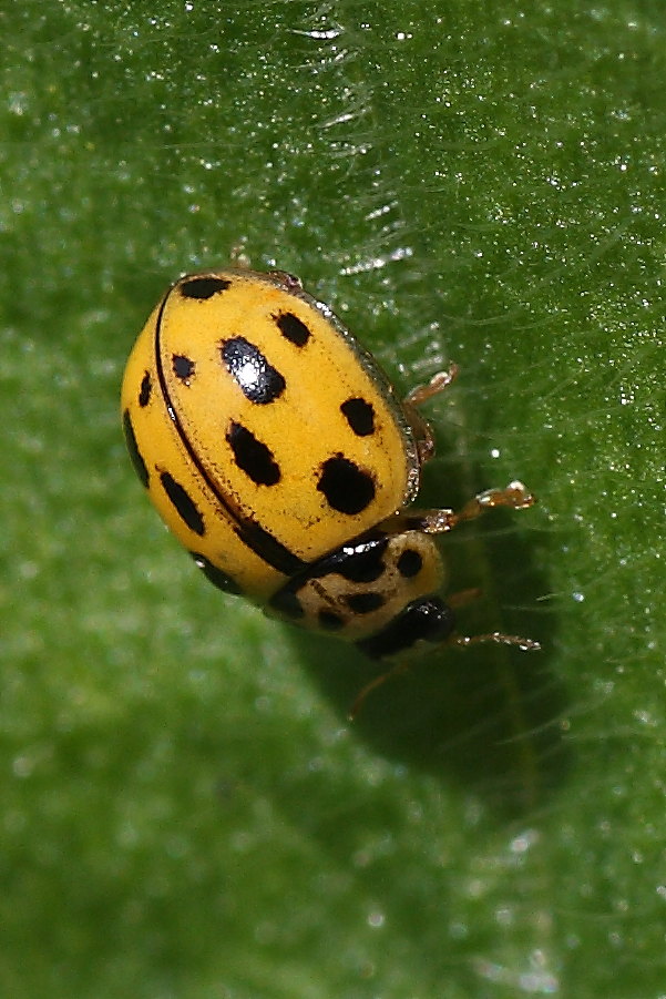 Propylaea quatuordecimpunctata ?