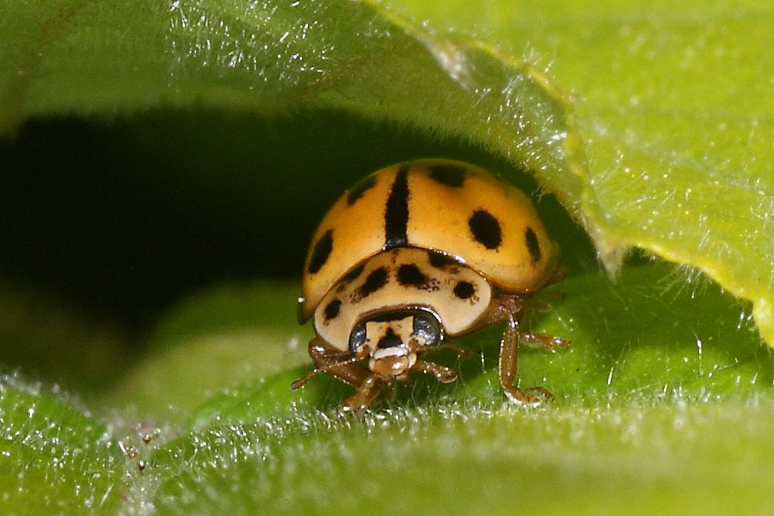 Propylaea quatuordecimpunctata ?