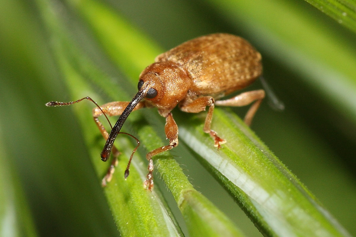 Curculionidae:  Dorytomus sp.