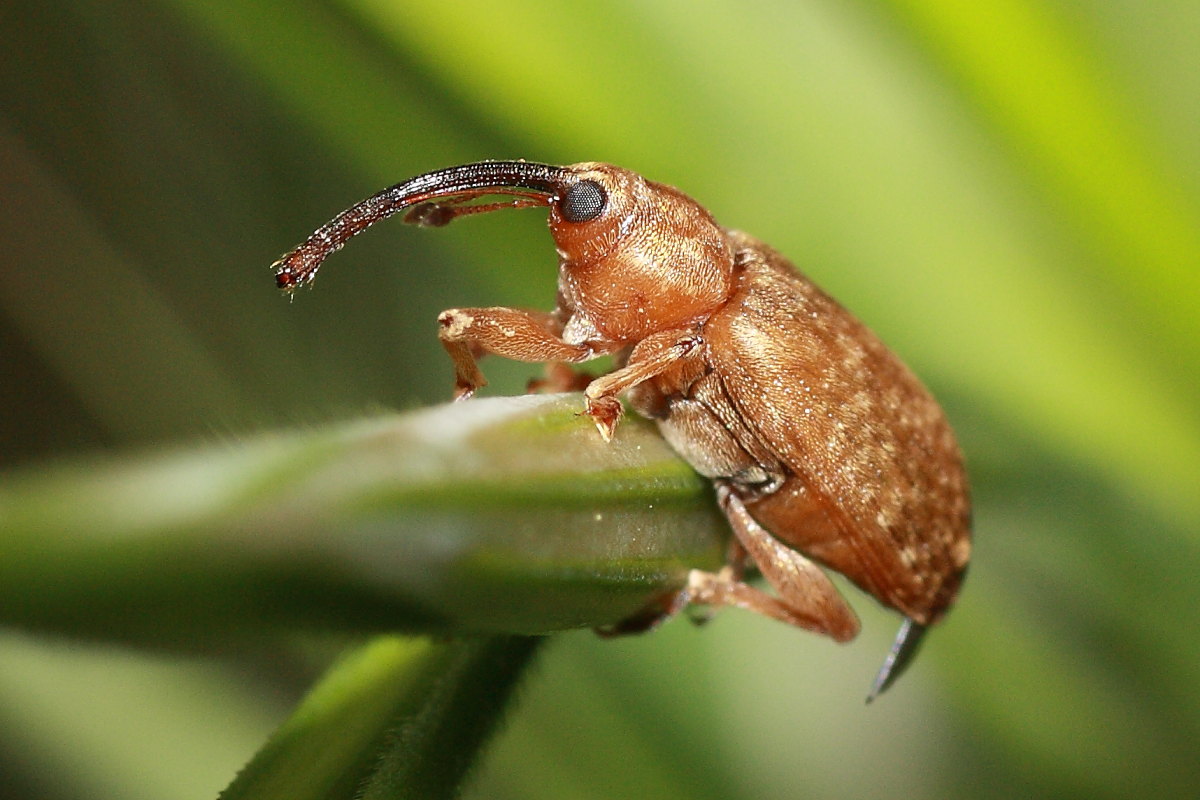 Curculionidae:  Dorytomus sp.