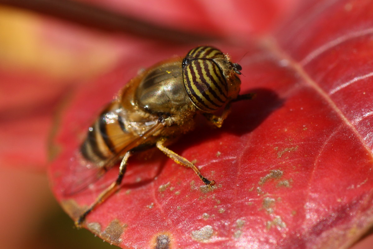 Eristalinus taeniops