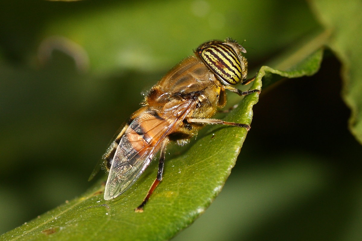 Eristalinus taeniops